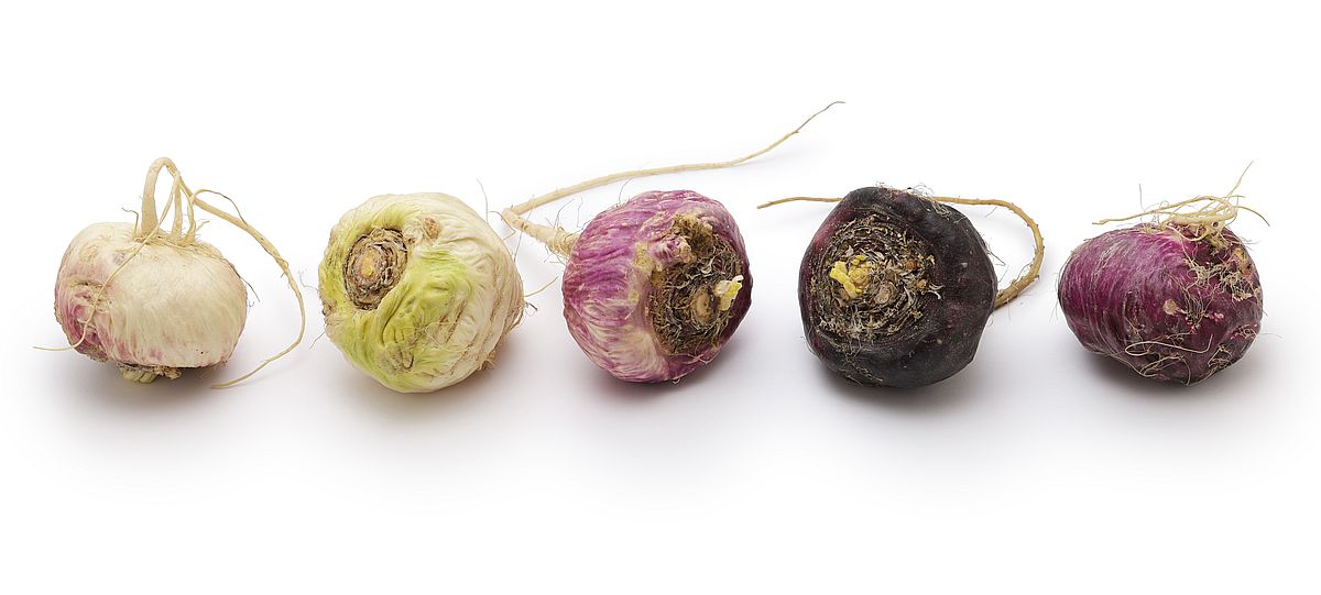 Welches Maca ist das beste? So findest du die richtige Sorte für dich